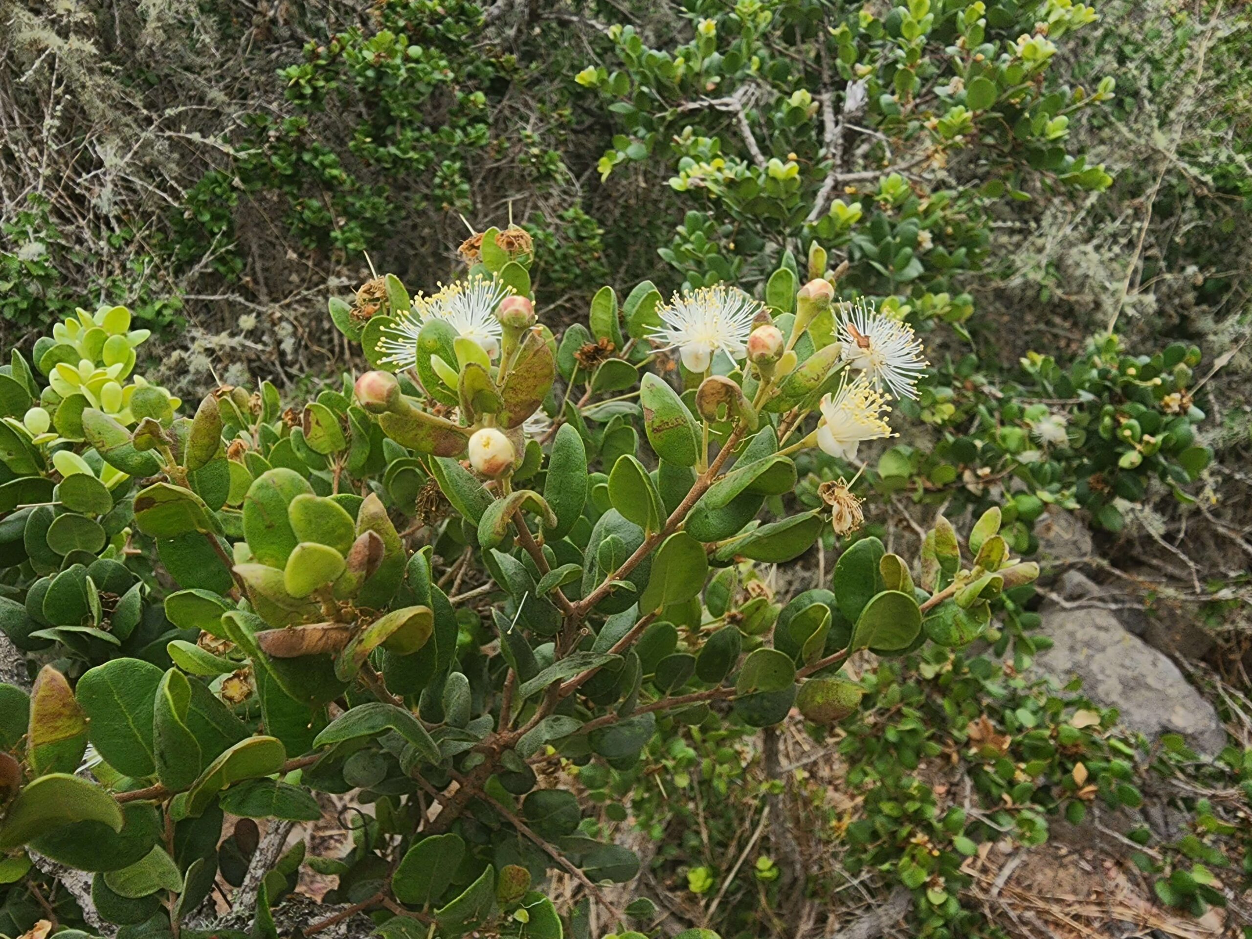 Realizan importante hallazgo de arbusto en peligro de extinción en Coquimbo