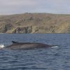 Monitorean el viaje de ballena frente a las costas de Caldera, La Serena, Coquimbo, Valparaíso y Concepción